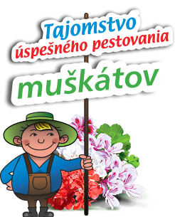 Tajemství úspěšného pěstování muškátů